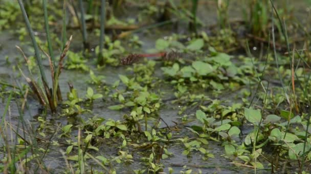 Dragonfly Flying Grass Pond Shore — Stock Video