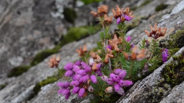 冬の健康 冬の開花の健康 春の健康 高山病 エリカカーネア エリカハーバキア エリカ地中海 スカイ スカイ島 スコットランド — ストック動画