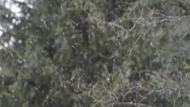 Сніжна Погана Погода Національний Парк Гран Парадісо Валле Аоста Італія — стокове відео