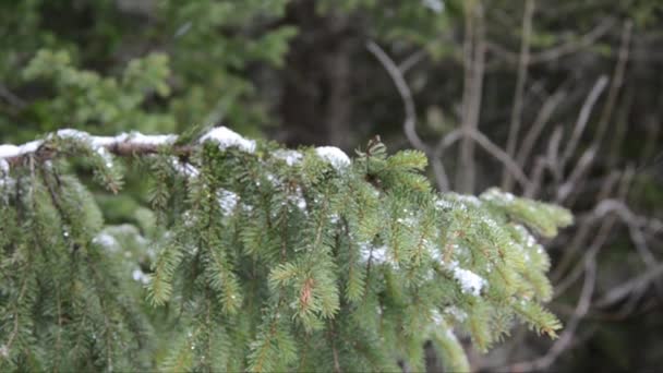 Snowy Dennenbomen Takken Bij Slecht Weer Gran Paradiso National Park — Stockvideo