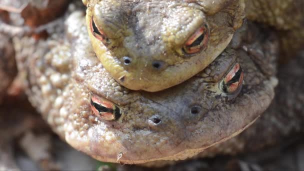 Rospo Rospo Comune Anfibio Anura Coppia Accoppiamento Ravvicinato Ravvicinato Bosco — Video Stock