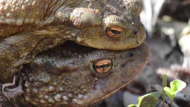 Broasca Toad Broasca Toad Comun Amfibian Anura Cuplu Cuplare Close — Videoclip de stoc