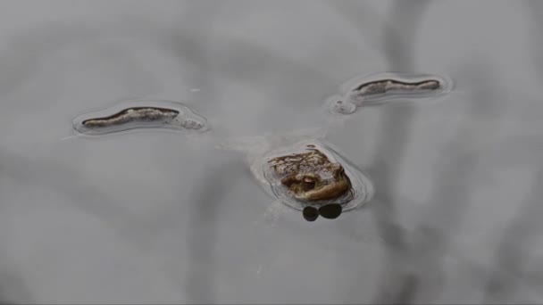普通蟾蜍 两栖动物 灵长类 在水里 桑塔阿戈斯蒂诺湖 皮埃蒙特 意大利 — 图库视频影像