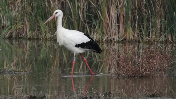 Witte Ooievaar Ooievaar Ciconia Ciconia Familie Ciconiidae Vogel Vercelli Italië — Stockvideo