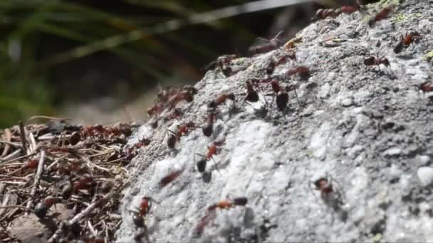 Hormiga Hormigas Hormiga Roja Formica Rufa Hormiguero Madera Parque Nacional — Vídeo de stock