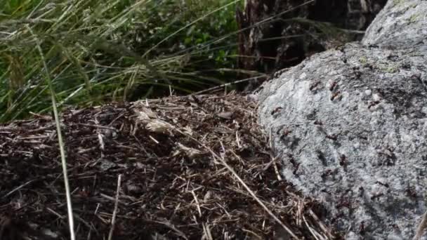 Formica Rufa Anthill Wood Gran Paradiso National Park Cogne Valnontey — 비디오