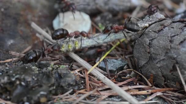 红蚂蚁 Formica Rufa 猎物毛毛虫 毛毛虫 大帕拉迪索国家公园 瓦农提伊 瓦莱多斯塔 意大利 — 图库视频影像