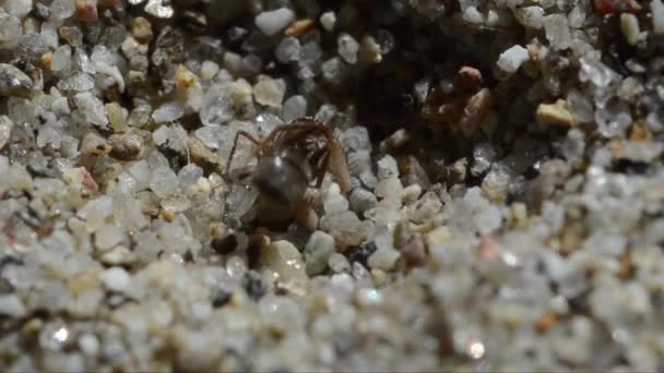 Hormiga Hormigas Hormiga Roja Formica Rufa Oruga Presa Oruga Hormiguero — Vídeo de stock