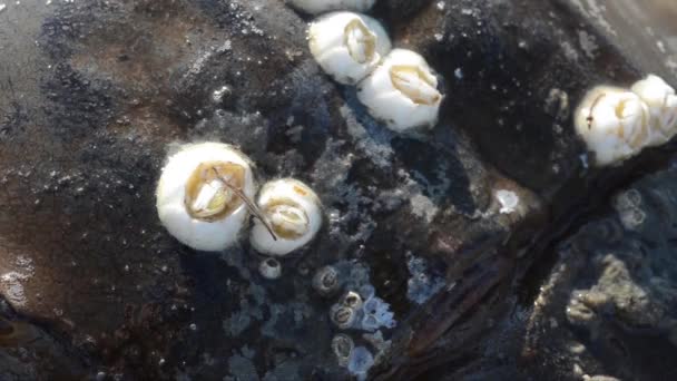 Στρείδια Cirripeda Στο Lmulus Στο Καβούρι Horshoe Οστρακόδερμα Θάλασσα Broadkill — Αρχείο Βίντεο