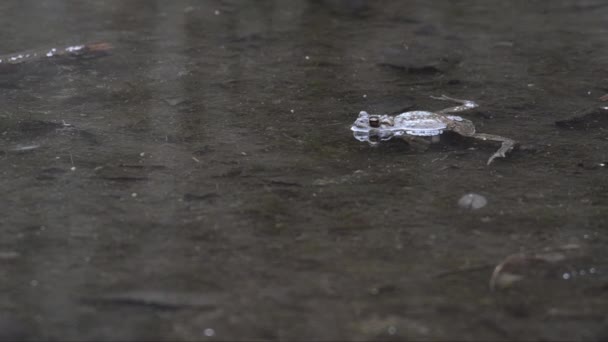 Bufo Bufo Toad 共通のヒキガエル 両生類 森の中で サンタゴスティーノ湖 ピエモンテ イタリア — ストック動画