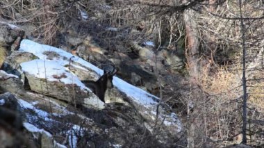 Chamois, Rupicapra rupicapra, memeli, dağ, kış, kar, soğuk, buz, yiyecek, dağ, Valnoney, Cogne, Gran Paradiso Ulusal Parkı, Valle d Aosta, park