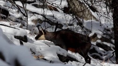Chamois, Rupicapra rupicapra, memeli, dağ, kış, kar, soğuk, buz, yiyecek, dağ, Valnoney, Cogne, Gran Paradiso Ulusal Parkı, Valle d Aosta, park