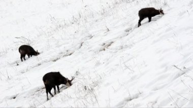  Chamois, Rupicapra rupicapra, memeli, genç, dağ, kış, kar, dağlar, Valnoney, Cogne, Gran Paradiso Ulusal Parkı, Valle d Aosta, park,