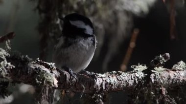 coal tit, Periparus ater , Parus ater, tit, on a branch, song bird, bird, in the wood, forest, alpine forest, boreal forest, Swtzerland, ch, Pontresina,