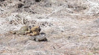 kurbağa, Rana temporaria, dağ kurbağası, çiftleşme, gölet, dere, dere, dağ, kar, buz, Pontresina, İsviçre, CH