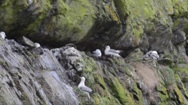 Fulmar, Fulmar buzulları, kuş, koloni, sömürge, uçurum, deniz, Pembrokeshire Sahil Ulusal Parkı, Galler, İngiltere, İngiltere