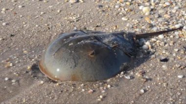 At nalı yengeci, Limulus poliphemus, kum, sahil, deniz, Broadkill Sahili, Delaware, ABD