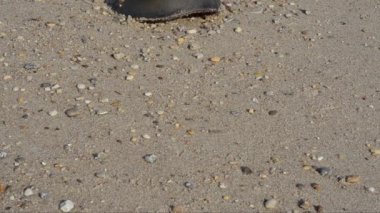 At nalı yengeci, Limulus poliphemus, kum, sahil, deniz, Broadkill Sahili, Delaware, Usa, suda, yakın plan.