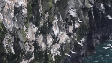  Kittiwake, siyah bacaklı kittiwake, Rissa tridactyla, kuş, koloni, sömürge, uçurum, deniz, Galler, İngiltere, İngiltere