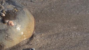  At nalı yengeci, Limulus poliphemus, kum, deniz kenarı, Broadkill Sahili, Delaware, Usa