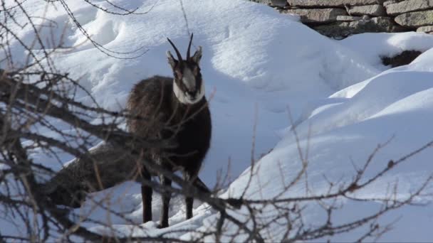 Chamois Rupicapra Rupicapra Zoogdier Berg Winter Sneeuw Kou Ijs Bergen — Stockvideo