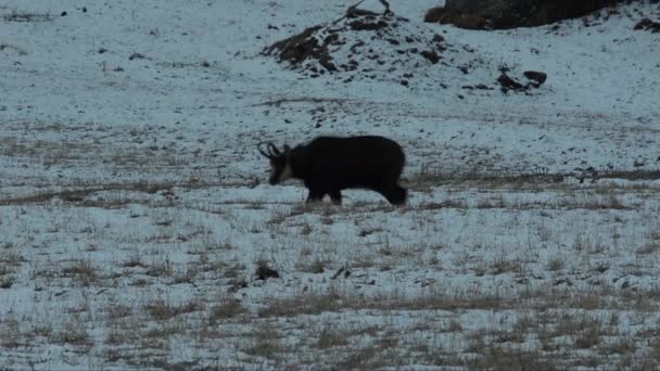 Chamois Rupicapra Rupicapra Mamíferos Montanha Inverno Neve Frio Gelo Montanhas — Vídeo de Stock