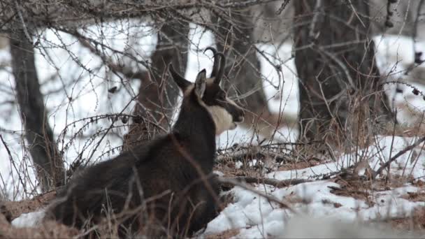 Chamois Rupicapra Rupicapra Däggdjur Berg Vinter Snö Kyla Berg Valnoney — Stockvideo