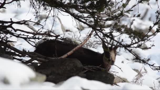 Chamois Rupicapra Rupicapra Mamíferos Montanha Inverno Neve Frio Gelo Procura — Vídeo de Stock