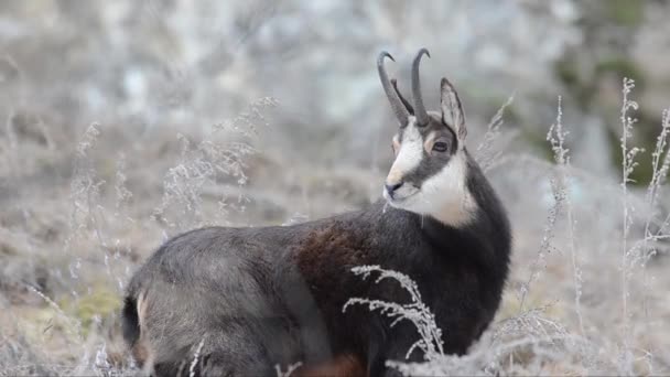 Gämse Rupicapra Rupicapra Säugetier Berg Winter Schnee Kälte Eis Nahrungssuche — Stockvideo