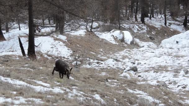 Chamois Rupicapra Rupicapra Mamífero Montaña Invierno Nieve Frío Hielo Buscando — Vídeo de stock