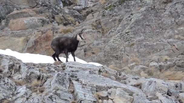 Chamois Rupicapra Rupicapra Memeli Dağ Kış Kar Soğuk Buz Yiyecek — Stok video