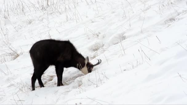 Chamois Rupicapra Rupicapra Savec Hora Zima Sníh Zima Led Hledá — Stock video