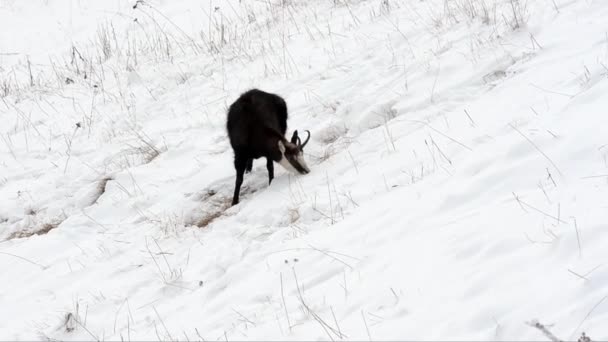 Chamois Rupicapra Rupicapra Däggdjur Berg Vinter Snö Kyla Letar Efter — Stockvideo