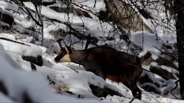 Chamois Rupicapra Rupicapra Savec Hora Zima Sníh Zima Led Hledá — Stock video