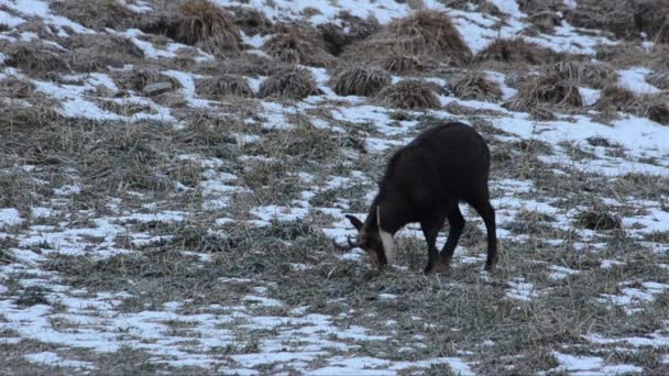 Chamois Rupicapra Rupicapra Mamífero Joven Montaña Invierno Nieve Montañas Valnoney — Vídeo de stock