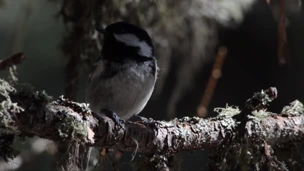 Coal Tit Periparus Ater Parus Ater Tit Branch Song Bird — стокове відео