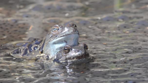 Frog Rana Temporaria Mountain Frog Coupling Pond Stream Creek Mountain — стоковое видео