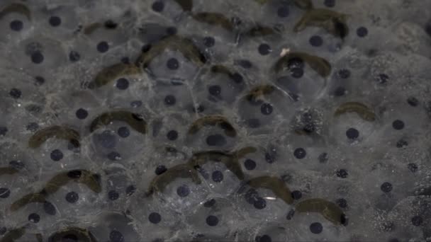 カエル卵 テンポラリア カエル 山カエル カップリング ストリーム クリーク Ponresina ヴァル ロゼグ — ストック動画