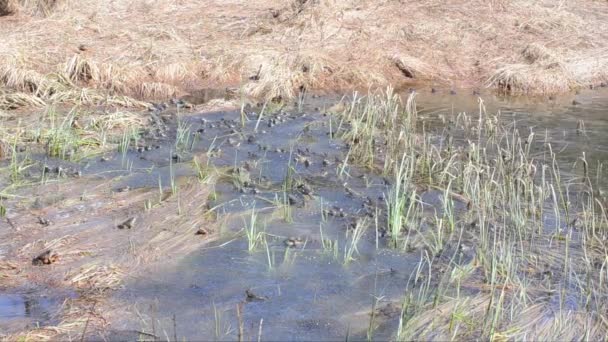 Rana Rana Temporaria Rana Montaña Acoplamiento Estanque Arroyo Arroyo Montaña — Vídeo de stock