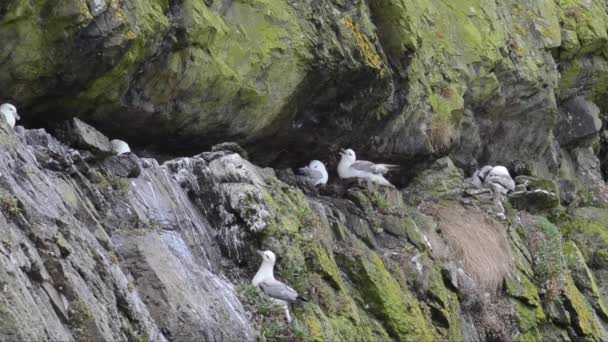 Fulmar Fulmar Glacialis Pássaro Colônia Colonial Penhasco Mar Pembrokeshire Coast — Vídeo de Stock