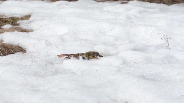 Groda Anslutning Till Snö Rana Temporaria Grodgrupp Rana Temporaria För — Stockvideo