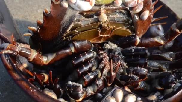 Krabbe Limulus Polyphemus Strand Sjø Broadkill Beach Delaware Usa Syn – stockvideo