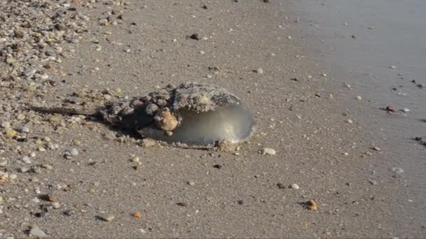 Cangrejo Herradura Limulus Polyphemus Arena Playa Playa Mar Broadkill Beach — Vídeos de Stock