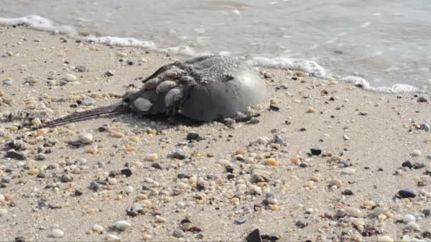 Hästsko Krabba Limulus Polyphemus Sand Strand Hav Broadkill Beach Delaware — Stockvideo