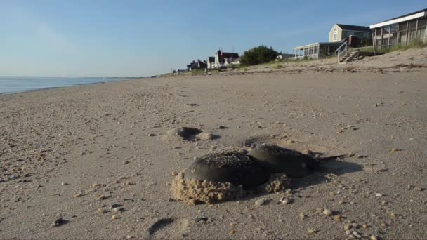 Horseshoe Crab Limulus Polyphemus Sand Beach Seaside Sea Broadkill Beach — Stock Video