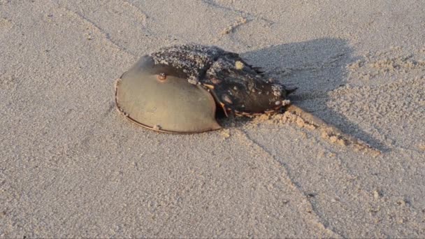 Hästsko Krabba Limulus Polyphemus Sand Strand Hav Broadkill Beach Delaware — Stockvideo