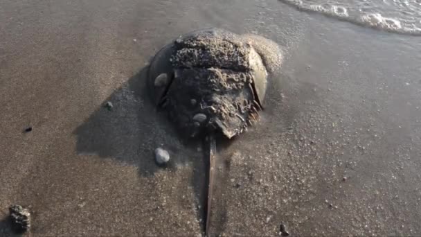 Hästsko Krabba Limulus Polyphemus Sand Strand Hav Broadkill Beach Delaware — Stockvideo