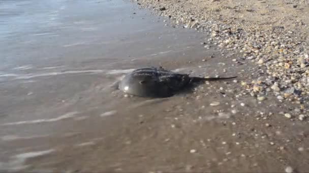 Hästsko Krabba Limulus Polyphemus Sand Strand Hav Broadkill Beach Delaware — Stockvideo