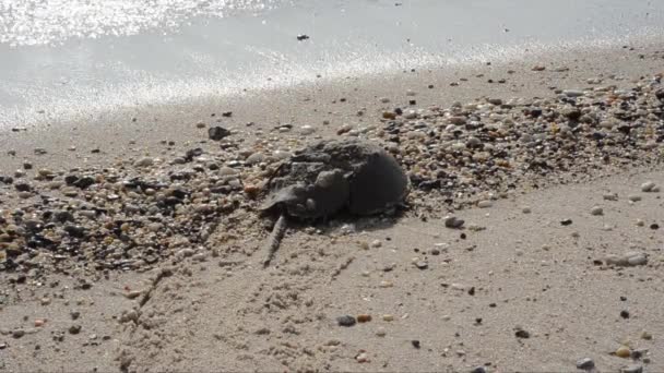 Hästsko Krabba Limulus Polyphemus Sand Strand Hav Broadkill Beach Delaware — Stockvideo