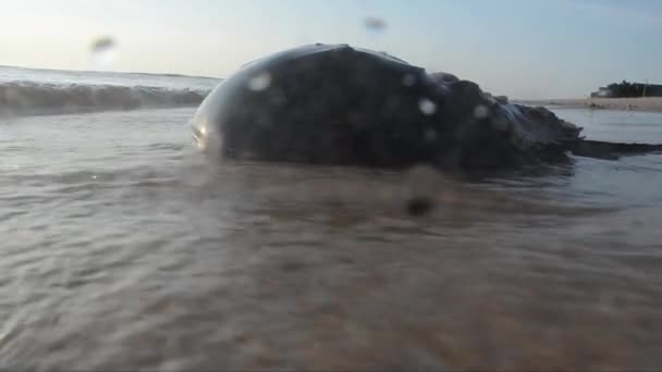 Hästsko Krabba Limulus Polyphemus Sand Strand Hav Broadkill Beach Delaware — Stockvideo